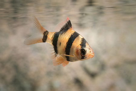 Puntius tetrazone - aquarium fish.の写真素材