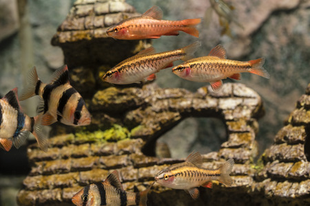 Puntius tetrazone and Puntius titteya fish in the aquarium.の写真素材