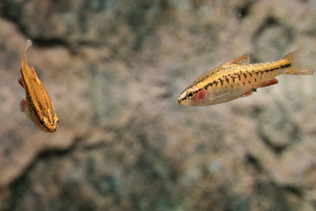 Puntius titteya fish in an aquarium with a stripe on the body.の写真素材