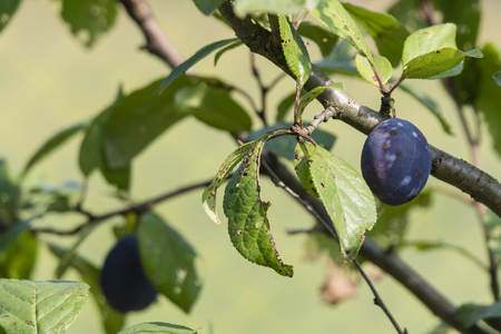 Plum ripe on a tree.の写真素材
