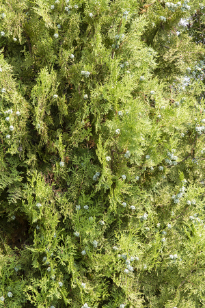 Thuja Green fruits and leaves.の写真素材