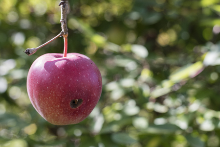 Damaged apple on the tree.の写真素材