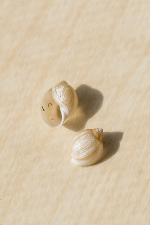 Empty shells from snails.の写真素材