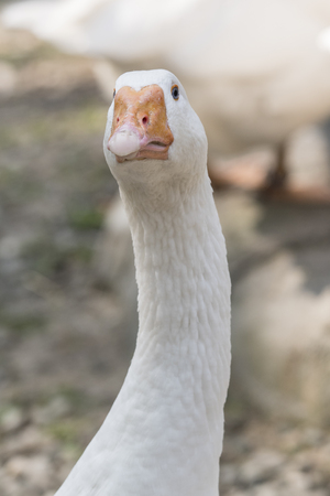 Head of goose home outdoors.の写真素材