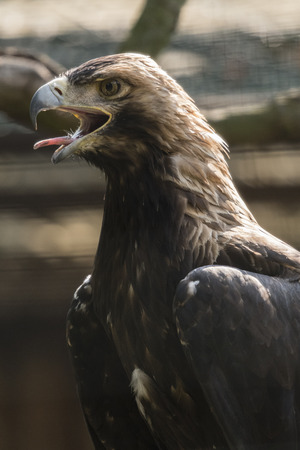 Eagle with an open beak.の写真素材