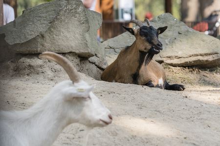 The brown goat is resting.の写真素材