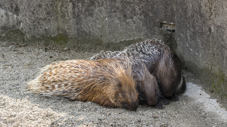 Three porcupine lying on the sand.の写真素材
