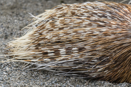 The needle from the porcupine.の写真素材