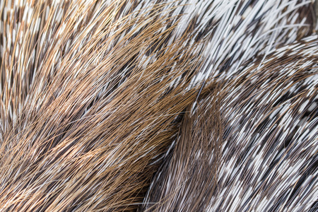 The needle from the porcupine.の写真素材