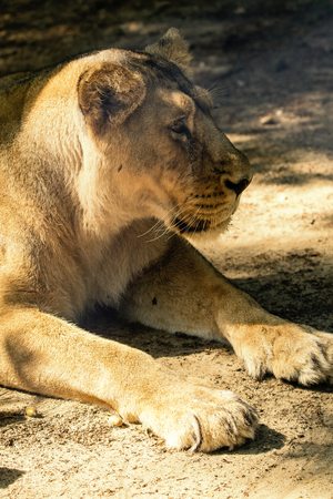 Lioness beast with a detail on his head.の写真素材