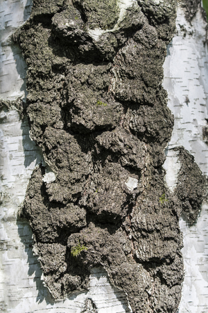Detail of birch bark.
