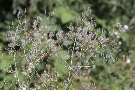 Fluffy plants in nature.