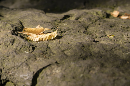 Fallen yellow leaf on stone.の写真素材