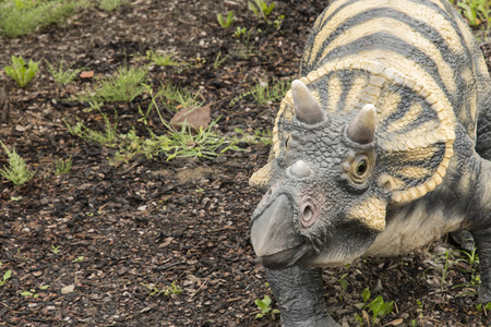 A young figurine triceratops outdoors.の写真素材