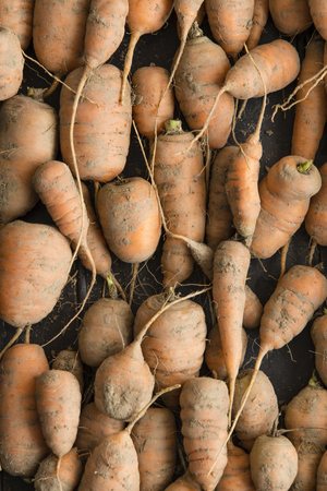 Fruit carrot in a bedded cottage in detail with pieces of clay.の写真素材