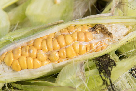 Corn with a caterpillar.の写真素材