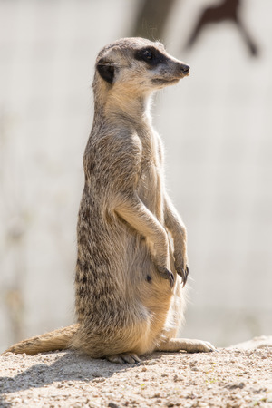 Suricata outdoors in nature.の写真素材