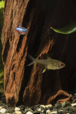 Tetra citric acid in the aquarium.の写真素材