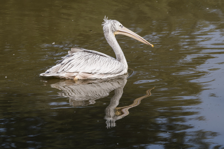 Pelecanus - pelican floating on the lake.の写真素材