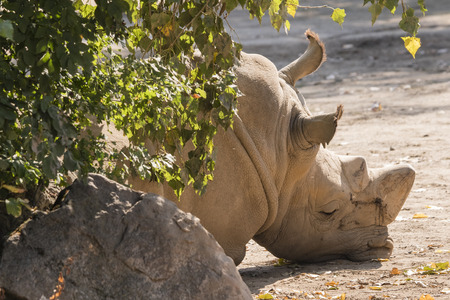 Sad lying rhinoceros.の写真素材