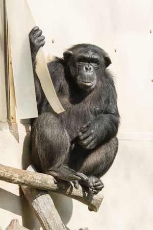 Chimpanzee sitting at the curtain.の写真素材