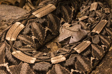 Viper of the Gabunian coiled.
