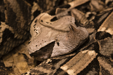 Viper of the Gabunian coiled.の写真素材