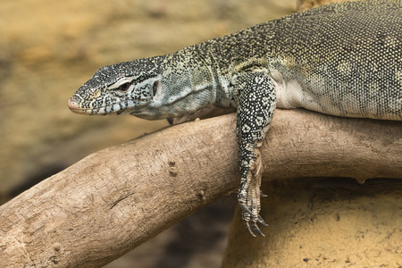 Varan lying on the trunk.