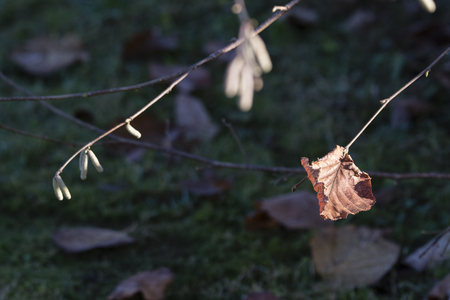 The last leaf on the branch of the hazel.の写真素材