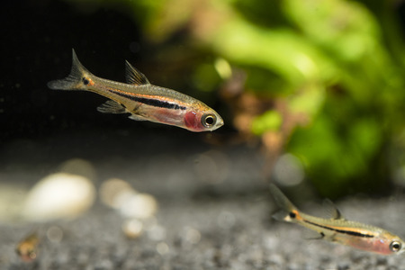 Boraras - small nano fish at bottom in aquarium.の写真素材
