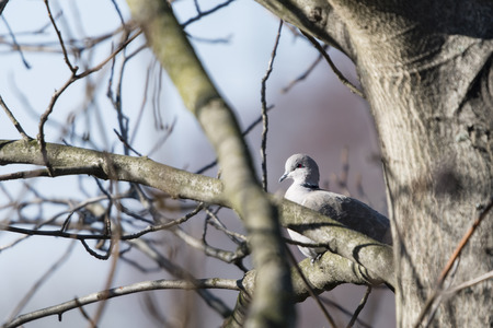 Streptopelia decaocto - turtledove on tree branch.の写真素材