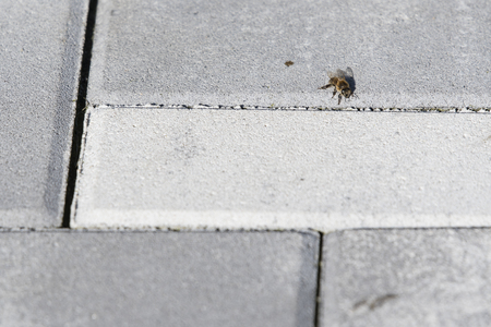 The bee is heated on a concrete pavement.の写真素材