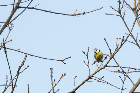 Blue tit on twig of oak without leaves.の写真素材