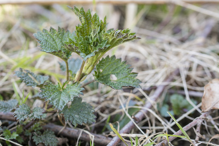 Young Nettle Growing Outdoors.