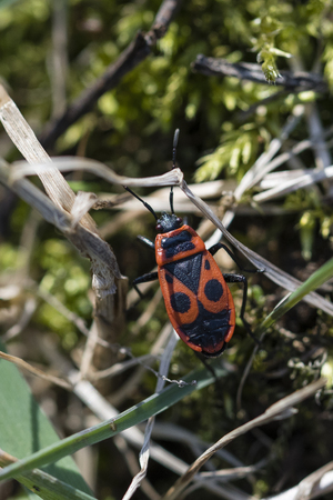 Pyrrhocoris apterus - insects with red bushes and black dots.