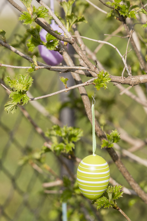 Easter eggs hanging from tree in close-up.の写真素材