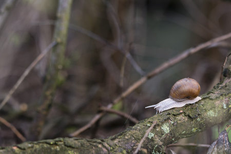 Big snail with brown shell crawling on a branch.の写真素材