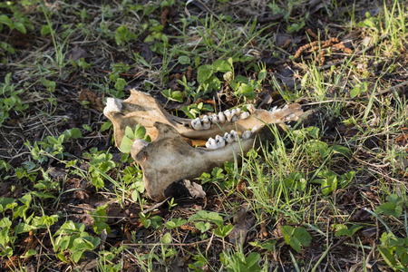 Lower jaw of dog skull lying in grass.