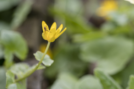 Lurking little spider on yellow flower.の写真素材