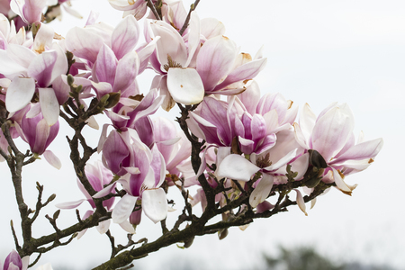 Magnolia - pinkish flowers on the tree.の写真素材