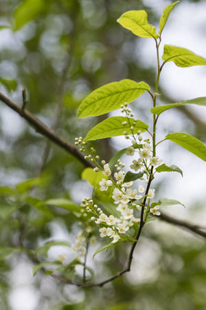 Prunus padus - White flowers on a tree.の写真素材