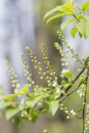Prunus padus - White flowers on a tree.の写真素材