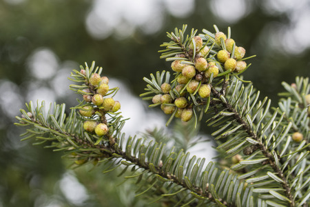 Flowers on ornamental spruce.