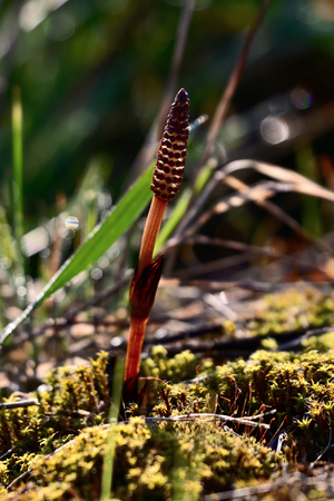 Young shoots of horsetail in the wild.の写真素材