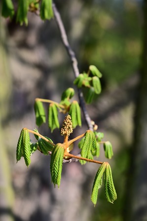 Buds of chestnut blossom and green young leaves.の写真素材