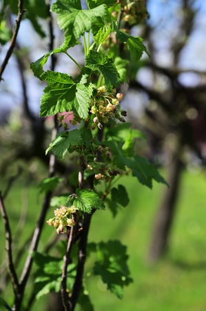 Currant flowers on a twig.の写真素材