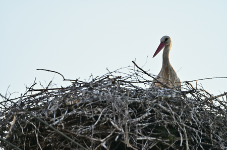 White stork and nest.の写真素材