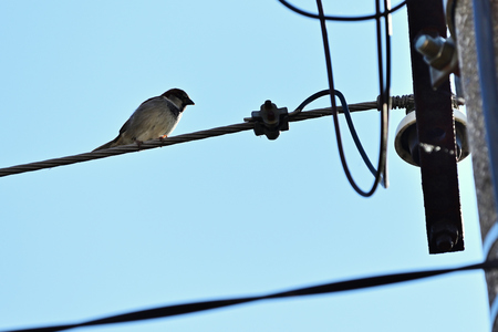 Sparrow sitting on electric wire.の写真素材