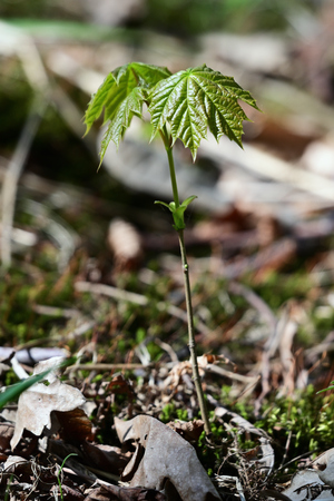 Fresh green leaves of young sapling maple tree.の写真素材