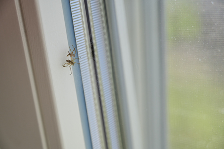 The little spider on the window undresses.の写真素材